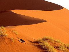 Crossing the Sand Dunes of Sossusvlei Park, Namibia, Africa